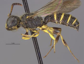 Media type: image;   Entomology 13782 Aspect: habitus lateral view